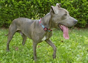 Skinny sales pitbull breed