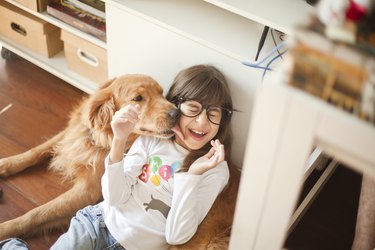 Golden Retriever licking girl's face