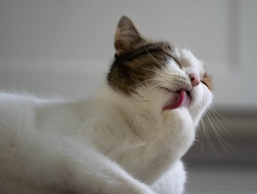 calico cat is brushing itself nicely