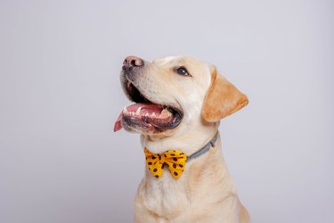 Labrador retriever dog . Studio shot.