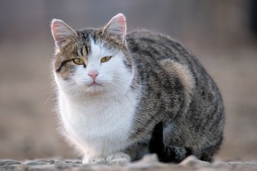 Big white and gray cat resting on steet outdoors