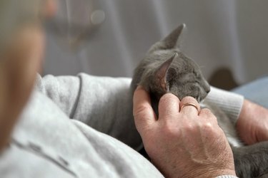 Elderly man sits and strokes a cat, feline therapy. Old man stroking a Pet cat. Happy senior male holding a cat in his lap, relaxing at home. Grandfather playing with a kitten on his wrinkled hands