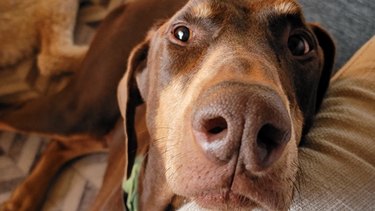 Labrador Doberman mix