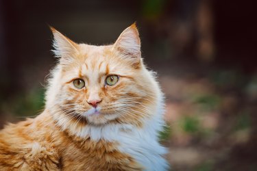 the value of orange tabby cats