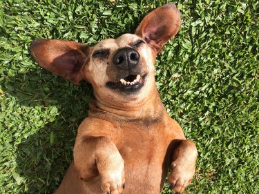 Close up of a brown dog in grass