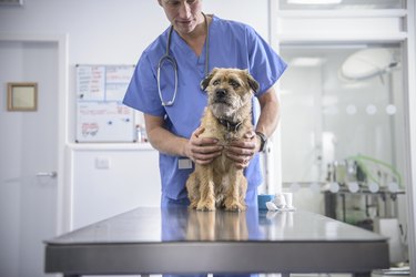 Portrait of vet holding dog on table in veterinary surgery