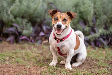 Jack Russel dog wearing red collar