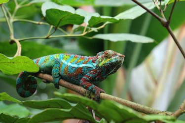 Chameleon on a tree