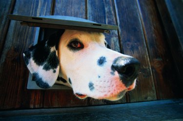 Burglar proof best sale doggie door