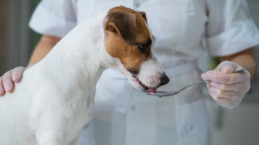 The veterinarian gives liquid in a spoon to the dog