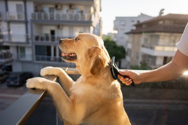 Woman combing her cute dog outside on balcony