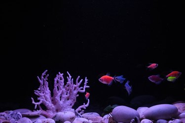 Pregnant GloFish