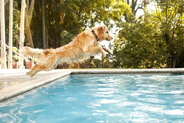 Dog jumping into pool