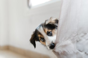 portrait of border collie puppy biting a curtain