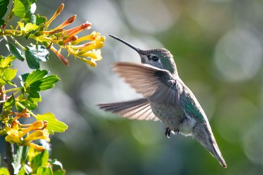 Selective focus shot of a hummingbird flying to drink from a flower