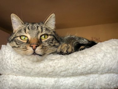 Gray tabby cat with yellow eyes lying on soft white bed and looking at camera