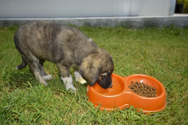 Water bowls for dogs that drink hot sale too fast