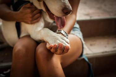 Close up of a brown dog's paw on someone's lap