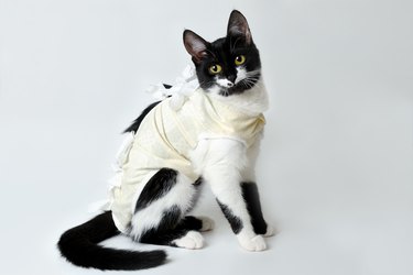 Cat with  recovery suit after surgery.