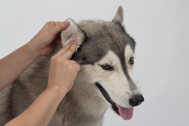 Cleaning the dogs ears with ear wipes, help relieve itching and reduce odors.