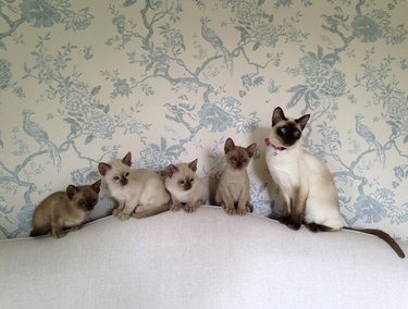 Tonkinese cat and kittens in a row on a bed.