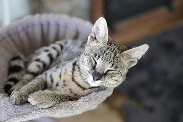 Savannah cat sleeping comfortably in a bed.