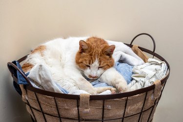 the two-tone cat sleep in the laundry basket