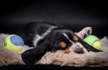 sleeping Basset Hound Puppy