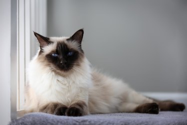 Balinese cat on a gray blanket.