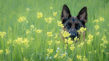 German Shepherd  partially hidden in a field of yellow flowers