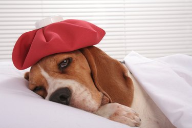 Canine Patient in Hospital Room