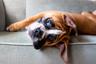 Boxer dog relaxing on the sofa