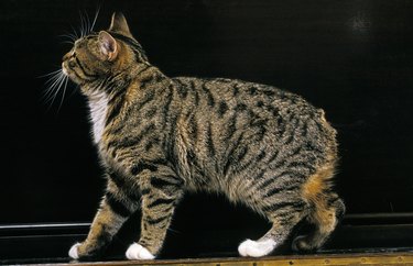 Manx Domestic Cat, Tailless Breed