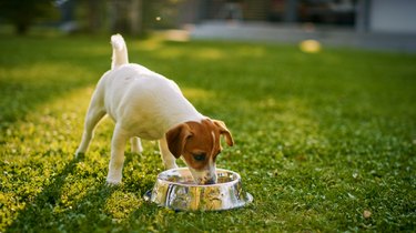 Fox terrier drinking water fro an outdoor bowl