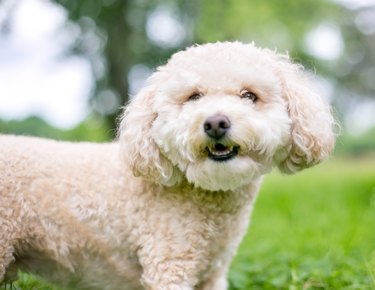 Toy Poodle  VCA Animal Hospitals