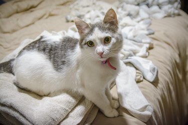 White cat sitting on a stack of towels next to a pile of clean laundry.