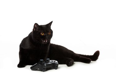 Portrait of black cat sitting against white background