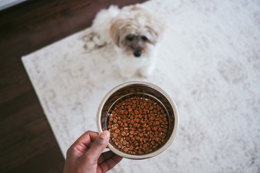 Woman Holds Bowl of Kibble for Her Waiting Dog