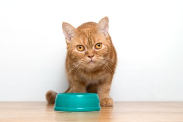 Cute Scottish fold cat eating food in a green bowl on wood table and white background.