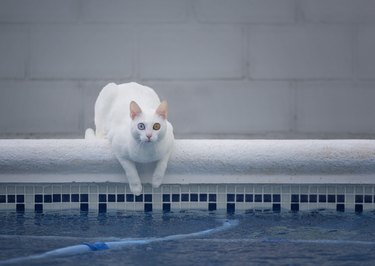 White cat next to a pool