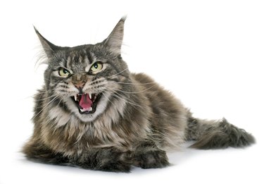 angry maine coon