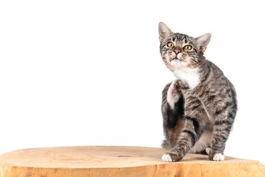 Small cat scratching on a wooden table