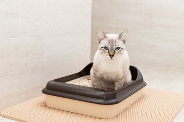 Young tabby cat using toilet