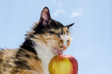 A tricolor cat is licking an apple against a sky background
