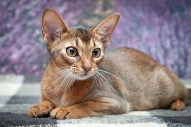 Very beautiful Abyssinian cat, kitten on the background of a lavender field