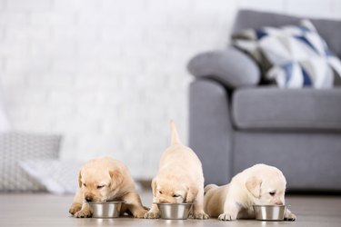 What to feed 1 month sales old puppy