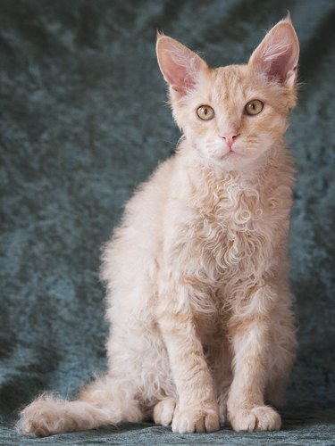 Young Laperm Cat With Fabric Background