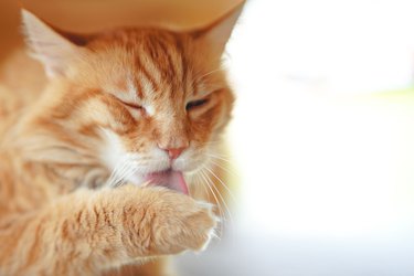 Closeup shot of the ginger cat grooming