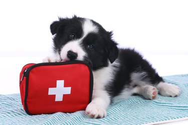 Cute border collie puppy with an emergency kit