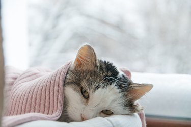 cat lies on the window in winter